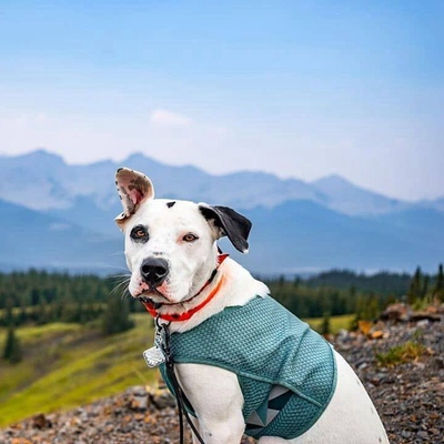 悍拓预防中暑狗狗凉凉衣透气速干