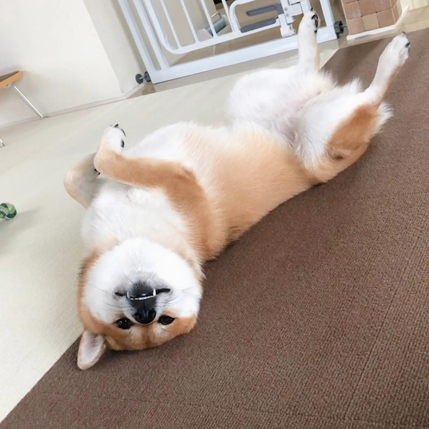 SANKO寵物地墊保護關節打掃方便