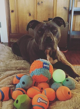 金毛七宝家 满脑子都是球CHUCKIT!进口宠物狗玩具球耐咬巡回互动