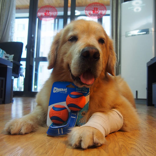 互动拉扯耐咬无法拒绝橡胶球