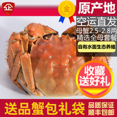 活蟹10只大闸蟹鲜活特大螃蟹全母蟹2.5 2.8两阳澄湖镇礼盒装