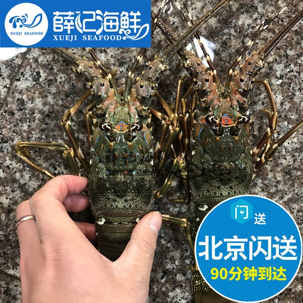 6-7两1只 北京闪送 鲜活小青龙 印尼海鲜龙虾 青龙仔 水产