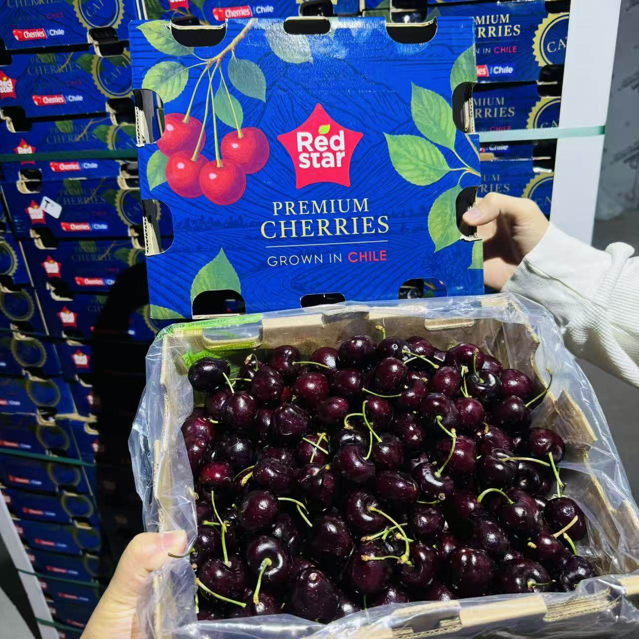 智利海运桑提娜2J大果车厘子新鲜进口樱桃水果高端礼品,水产肉类/新鲜蔬果/熟食,车厘子/樱桃,淘宝优惠券,粉丝福利购,淘宝优惠卷