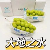 长野大地之水葡萄新鲜葡萄JA全農長野大地 しずく类似品种