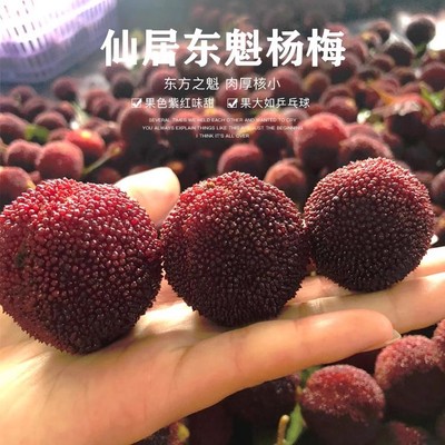 杨梅新鲜现摘现发孕妇水果仙居东魁杨梅当季超甜大杨梅6斤颗粒装