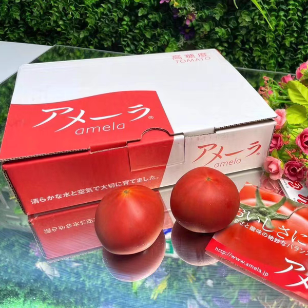 日本静冈温室高糖粉果番茄