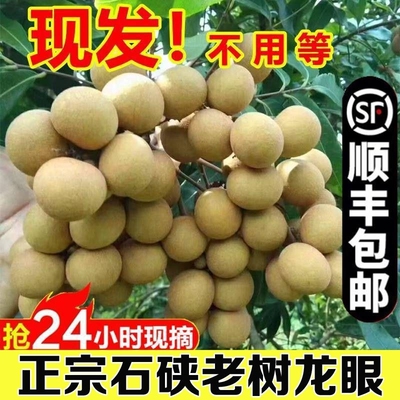 [【顺丰】广东新鲜石硖龙眼现摘现发当季热带水果桂圆脆甜果]