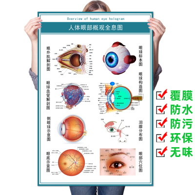 眼球解剖图眼科宣传海报