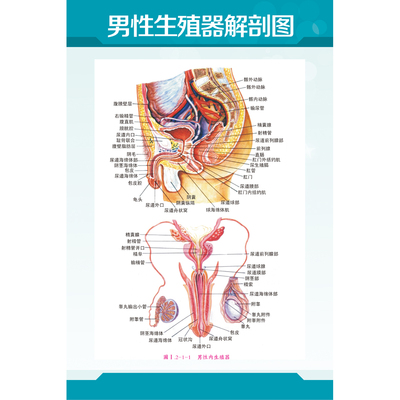 医院男科泌尿科诊室挂图男性生殖器解剖图高清海报订制KT展板PP胶