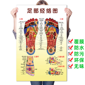 足部反射区挂图足脚底按摩保健足疗足浴拔罐艾灸经络穴位图解海报