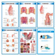 肛肠常见痔疮疾病图例墙贴纸肛肠科解剖图医院挂图广告宣传海报