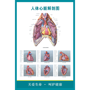 医院医学知识人体心脏挂图人体内脏器管解剖图人体脏器结构 海报