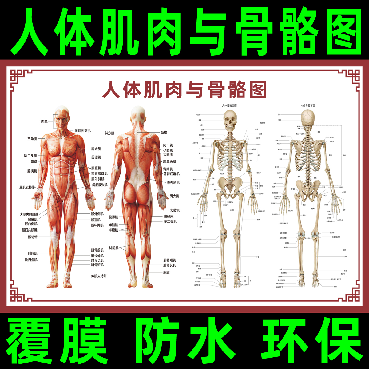 人体骨骼图挂图肌肉分布解剖图