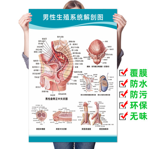 医院挂图男性生殖系统