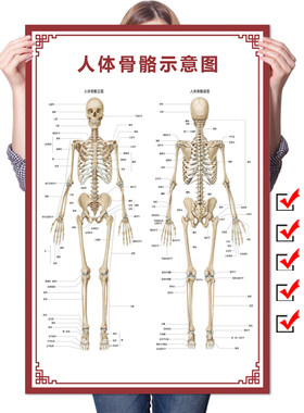 人体骨骼器官内脏肌肉穴位图