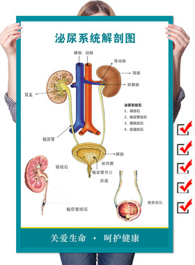人体泌尿系统男女生殖结石海报