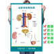 医院人体泌尿系统结构示意图海报男女生殖结石挂图泌尿系统解剖图
