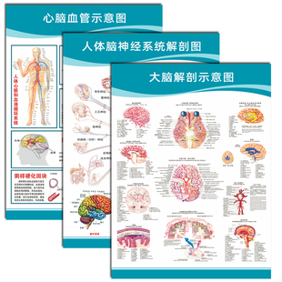 医院心脑血管挂图高血压头部脑神经《脑底动脉示意图》人体解剖图