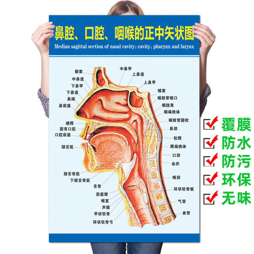 鼻腔口腔咽喉正中矢状图海报耳鼻喉侧面结构解剖图挂图医院广告 - 封面