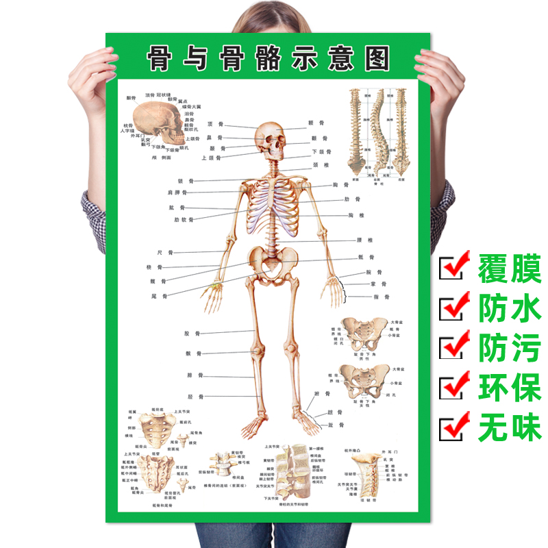 人体全身骨骼结构示意图