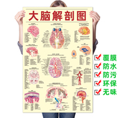 大脑解剖图脑系统示意图医院布置海报医学宣传人体器官解剖挂图