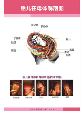 胎儿解剖图医学海报医院挂图展板