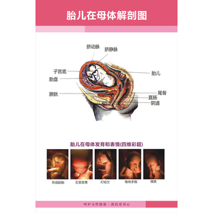 胎儿在母体解剖图医学海报 医院妇产科知识科普挂图 妇幼保健展板