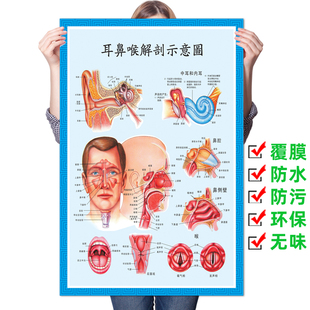 耳鼻喉解剖示意图 医院挂图鼻腔鼻炎咽喉口腔正中矢状图海报