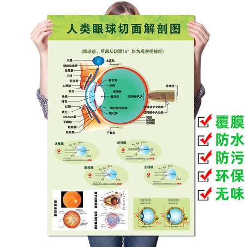 眼球泪腺人体肌肉血管医院解剖图