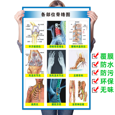各部位骨络图挂图骨骼结构解剖图
