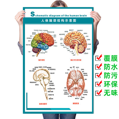 人体脑部结构示意图墙贴脑神经血管医院脑科海报脑部解剖知识挂图