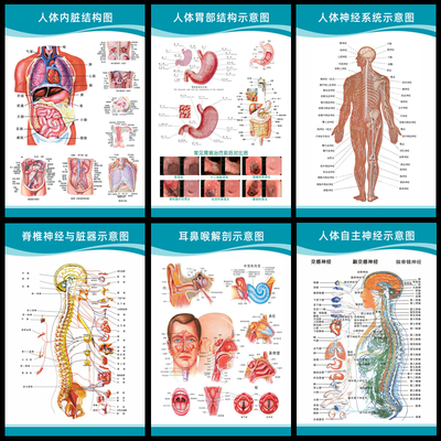 医院人体内脏位置分布图