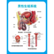 医院男性泌尿生殖器解剖知识泌尿科生殖系统疾病解剖挂图广告贴纸