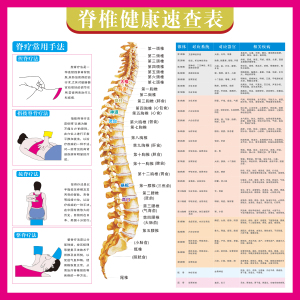 脊柱相关疾病人体脊椎全息图健康速查表美容院装饰画中医馆挂