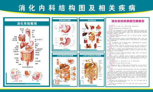 人体消化内科器官结构图