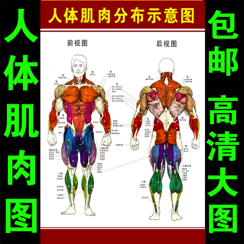 肌肉图解价格 肌肉图解图片 星期三
