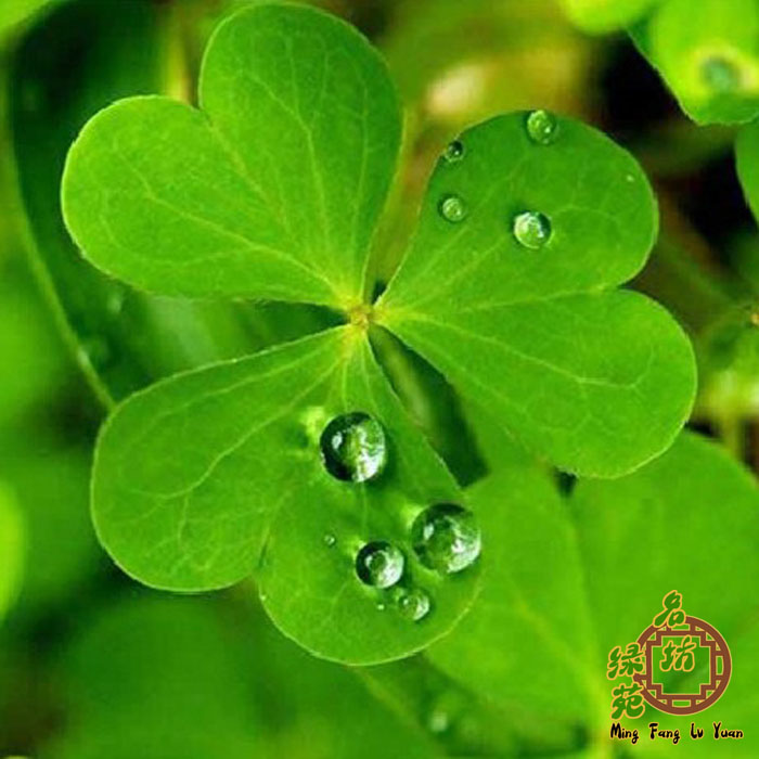 种子四季播种上海特产金花菜大叶黄花草头苜蓿三叶草