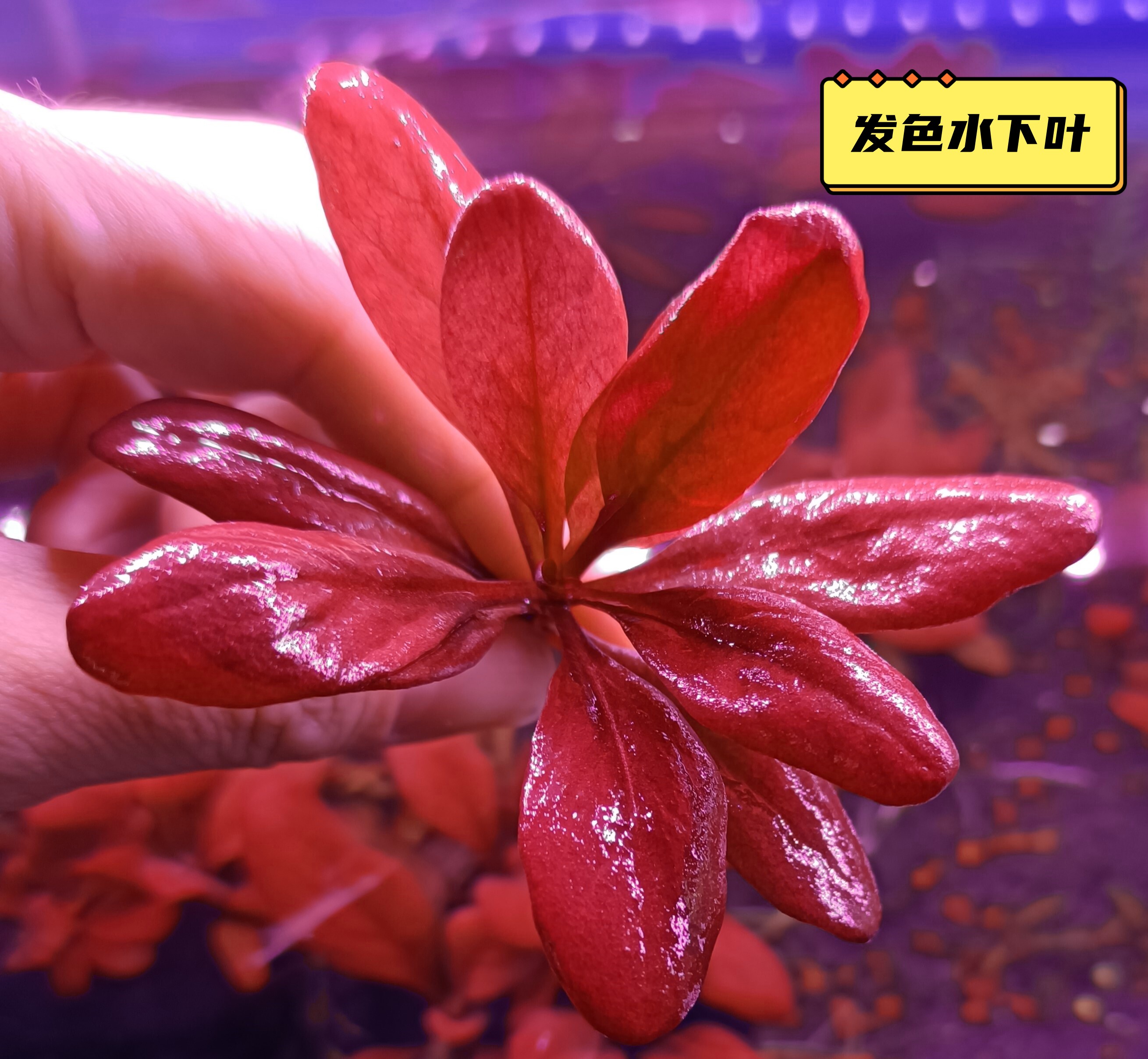 极乐鸟水草坨草鱼缸水下叶荷兰红宝石养鱼净化水质的水草无碳无泥