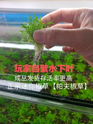 帕夫椒草整丛带根发货青椒迷你椒草坨草前景阴性草水下叶水草