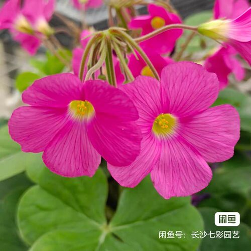 酢浆草盆栽苗合集1：秋植早花酢饼类系列，较耐热花期超长