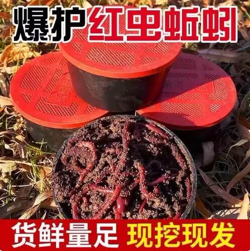牛粪蚯蚓大盒装鲜活现挖现发足量不活包赔鱼饵