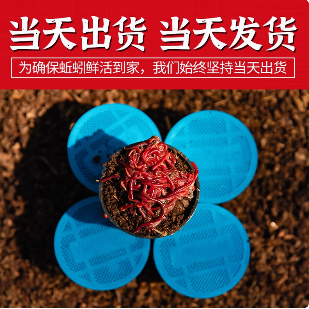 蚯蚓活饵鲜活红虫垂钓鱼饵料鲫鱼鲤鱼野钓黑坑鱼食打窝料通杀鱼料