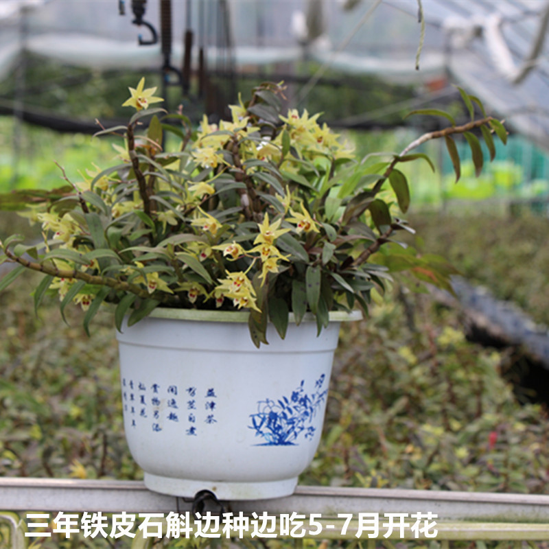 雁荡山铁皮石斛苗红杆软脚驯化苗盆栽庭院阳台兰花花卉可食用