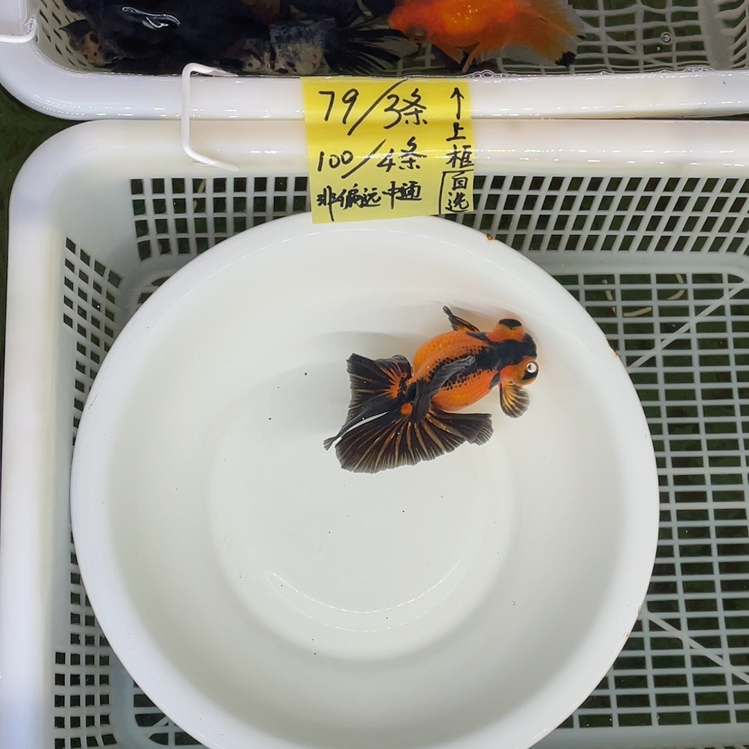 球体翻翘包金10-11公分