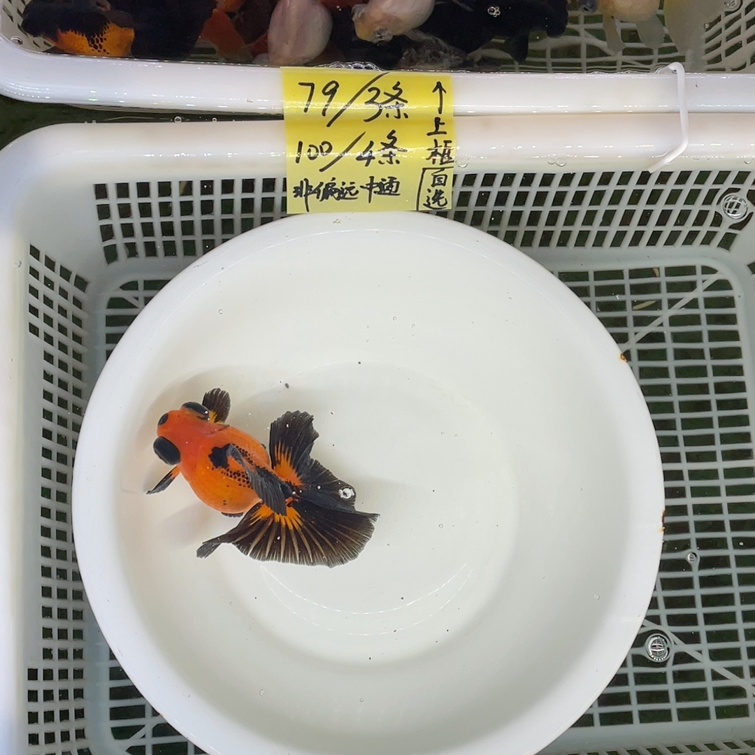 球体翻翘包金10公分