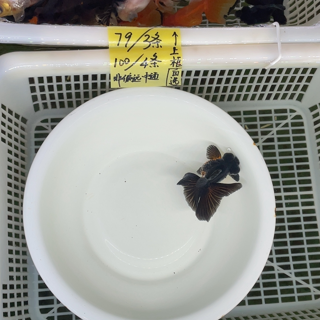 球体翻翘重墨包金