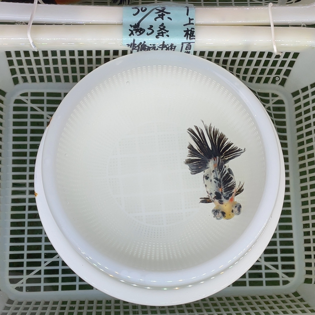 球体翻翘花蝶10左右,宠物/宠物食品及用品,鱼,淘宝优惠券,粉丝福利购,淘宝优惠卷