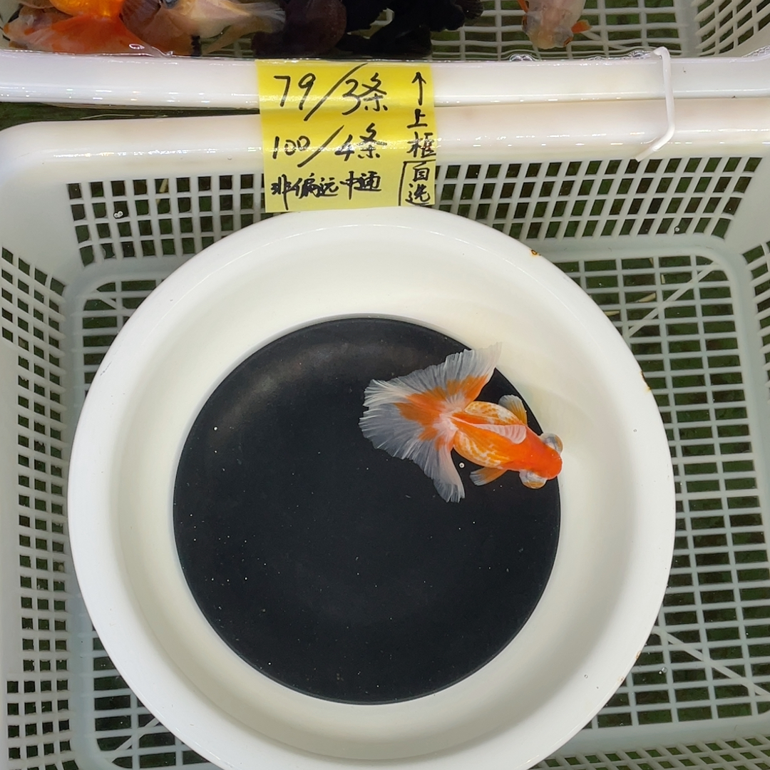 球体翻翘红白蝶尾