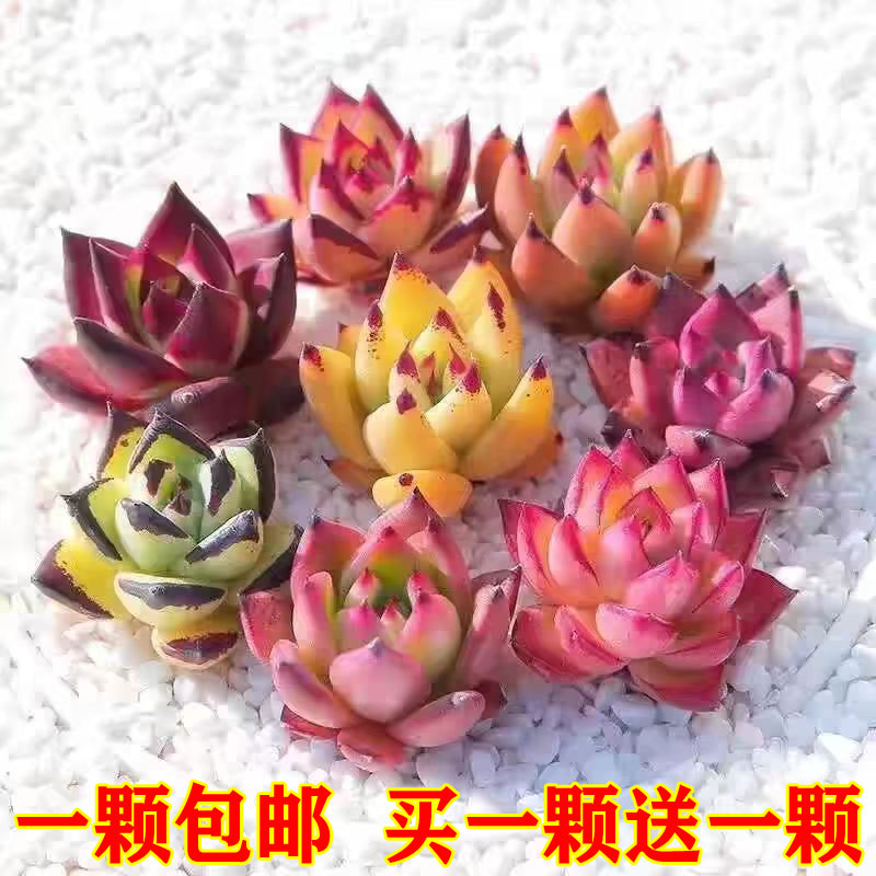 精品多肉植物乌木冬云桃蛋橙梦露冰玉新手肉肉盆栽包邮颜色会变化