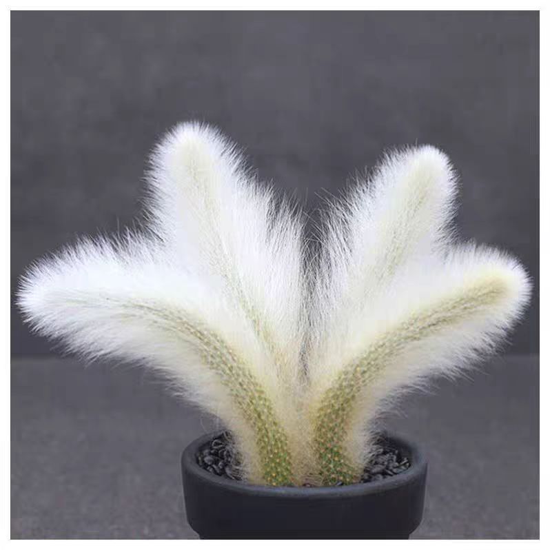 九尾狐白毛长毛会开花仙人球新手办公室多肉植物盆栽花卉绿植包邮